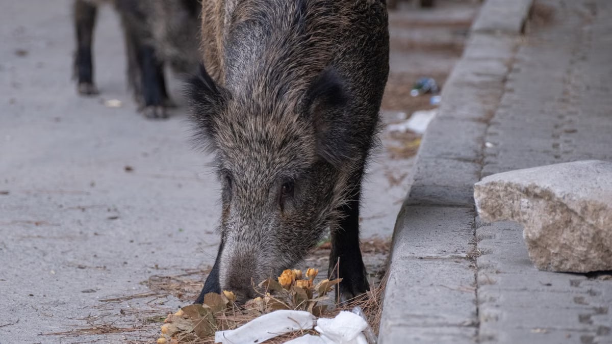 A wild boar searching for food on an urban sidewalk, highlighting urban wildlife interaction.